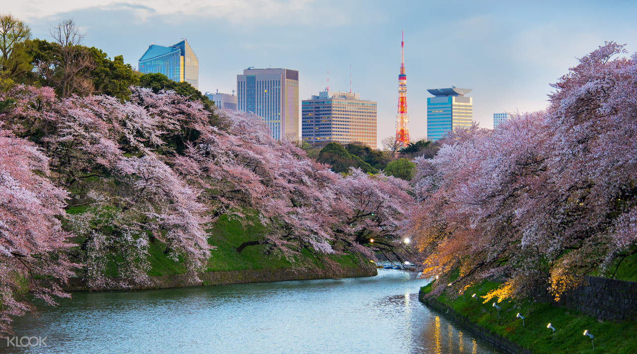 Cherry Blossom Tour & River Cruise in Tokyo, Japan